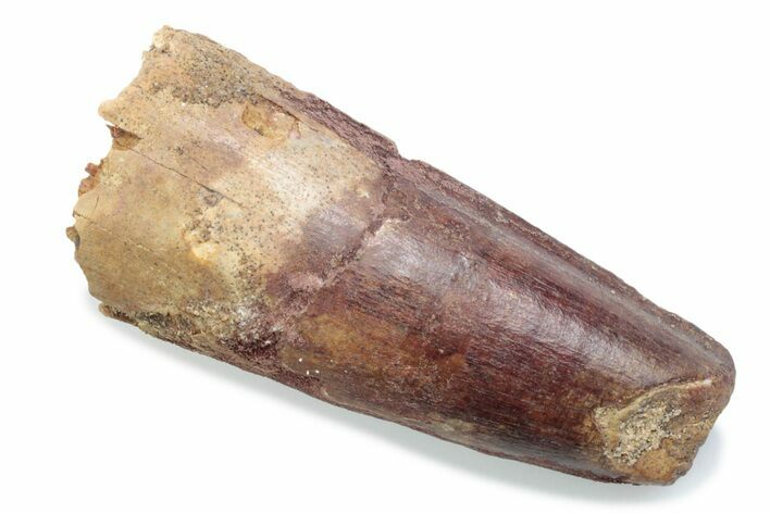 Fossil Spinosaurus Tooth - Feeding Worn Tooth #370511